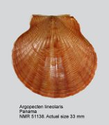 Argopecten lineolaris